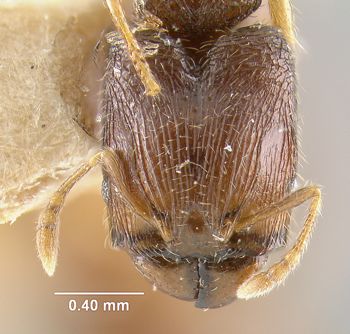 Media type: image; Entomology 20668